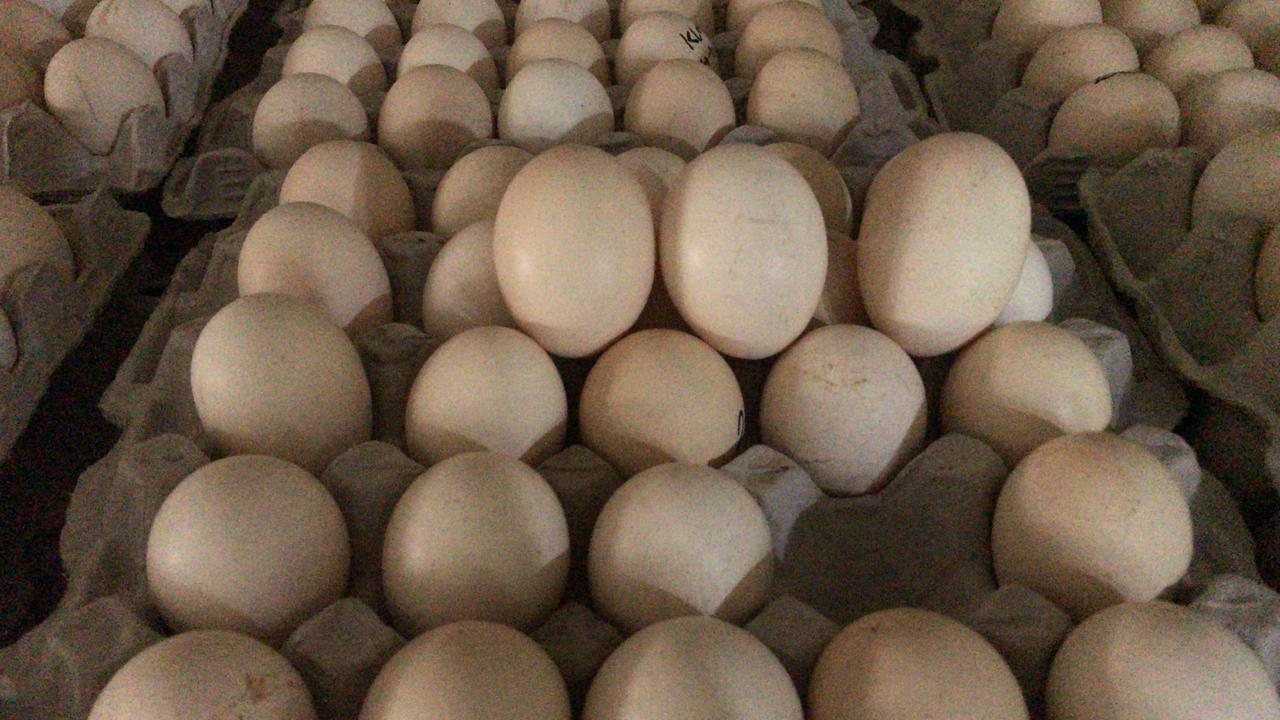 Large Eggs (Mixed)